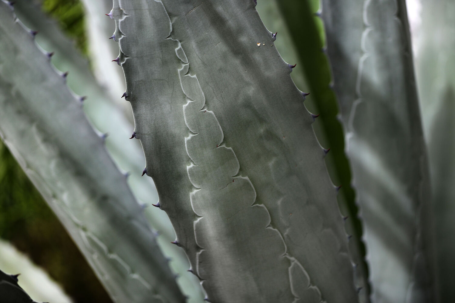 Century plant